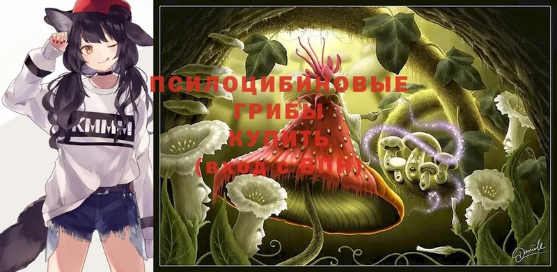 Галлюциногенные грибы Psilocybe  Пятигорск 